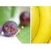 Beck Health  Nutrition - University Australia