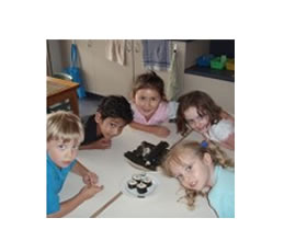 Blue Gum Montessori School - Education Directory 1