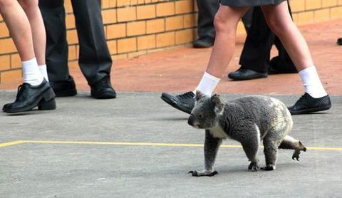 St Philip's Christian College - Education Directory 3
