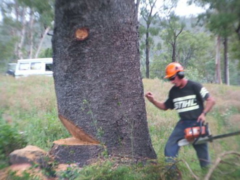 Steve Smith Chainsaw Training - Education Directory 0