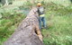 Steve Smith Chainsaw Training - thumb 1