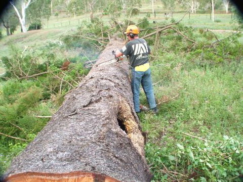 Steve Smith Chainsaw Training - Education Directory 1