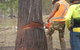 Steve Smith Chainsaw Training - thumb 3