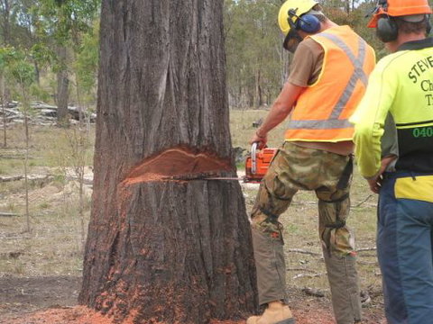 Steve Smith Chainsaw Training - Education Directory 3