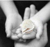 Castlecrag Montessori School - Education Directory