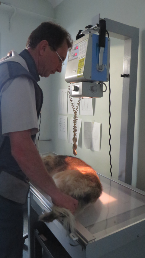 Grafton Veterinary Clinic - Education SA 3