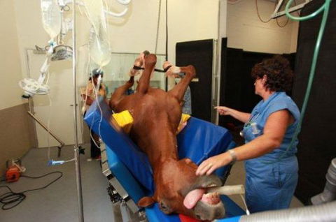 Pacific Vetcare - Education SA 6