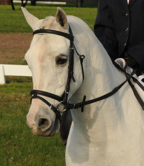 Encantador The Riding School - University Australia 2
