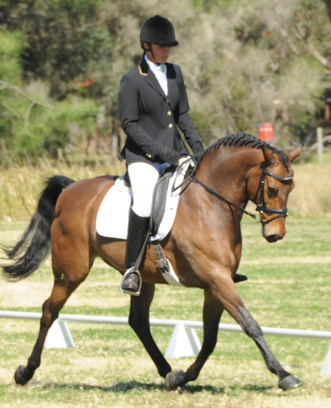 Encantador The Riding School - University Australia 4